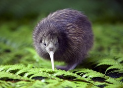 Kiwi