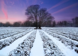 Pole, Uprawne, Śnieg, Drzewa