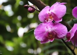 Orchidea, Storczyk, Fioletowy
