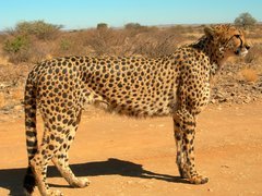 Gepard, Sawanna