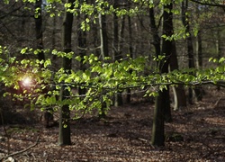Las, Drzewa, Runo, Leśne