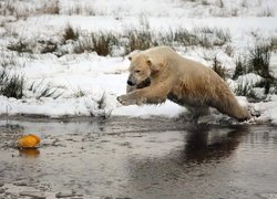 Niedźwiedź, Polarny, Woda, Skok, Łowy