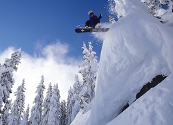 Śnieg, Drzewa, Snowboard