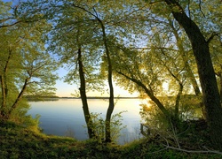 Drzewa, Gałęzie, Jezioro