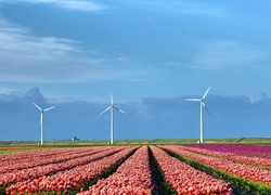 Holandia, Wiatraki, Tulipany
