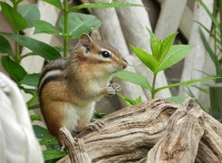 Chipmunk, Konar, Roślinki