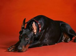 Doberman, Czerwone, Tło