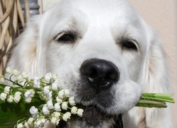 Pies, Golden retriever, Konwalie