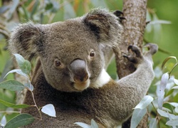 Miś, Koala, Australia