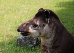 Tapir