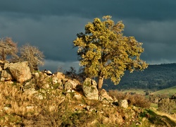 Drzewo, Kamienie, Skarpa