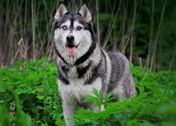 Las, Pies, Siberian Husky