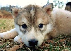 Szczeniak, Husky, Pyszczek, Trawa