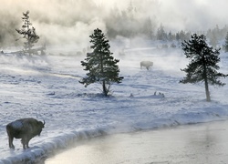 Bizony, Rzeka, Drzewa, Śnieg, Mgła