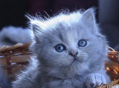 Kociak, Niebieskie, Oczy, Koszyk