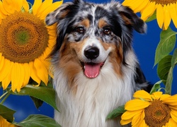 Słoneczniki,  Owczarek australijski, Australian shepherd