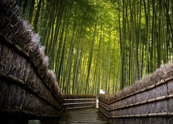 Bambusowy, Las, Most
