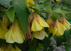 Żółty, Abutilon, Zaślaz