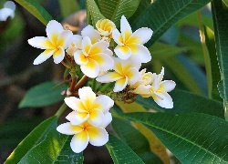 Plumeria, Kwiaty