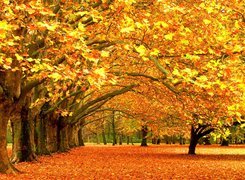 Piękna, Jesień, Drzewa, Liście