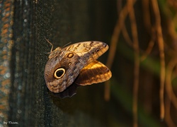 Motyl, Skrzydła