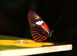 Motyl, Kolorowe, Skrzydła