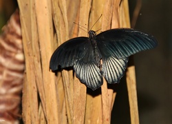 Czarny, Motyl, Skrzydła