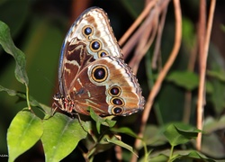 Motyl, Skrzydła