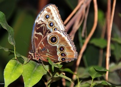 Motyl, Skrzydła