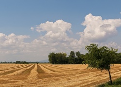 Skoszone, Pole, Zboża, Drzewa, Niebo, Chmury