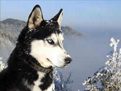 Siberian, Husky, Śnieg, Góry