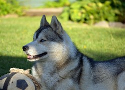 Siberian, Husky, Piłka