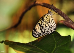 Biało, Czarny, Motyl