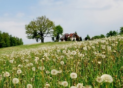 Łąka, Dmuchawce, Drzewa, Domek