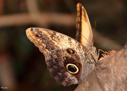 Motyl