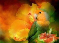 Papuga, Kwiaty, Hibiskus