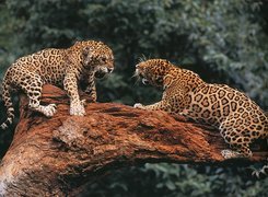 Jaguary, Walka, Konar