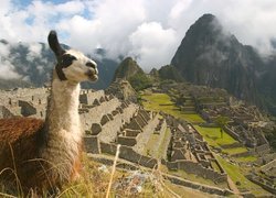 Machu Picchu, Lama, Chmury