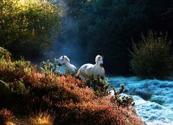 Konie, Galop, Krzewy