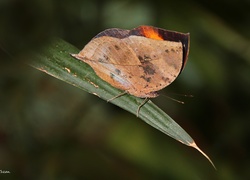 Motyl, Jak, Suchy, Liść