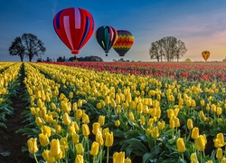 Plantacja, Tulipanów, Kolorowe, Balony