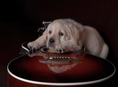 Smutny, Pies, Golden retriever, Gitara, Szczeniak