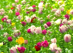 Kolorowe, Tulipany