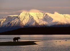 Alaska, Góry, Niedźwiedź