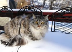 Kotek, Balkon, Śnieg