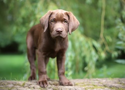 Brązowy, Labrador, Szczeniak