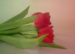 Czerwone, Tulipany