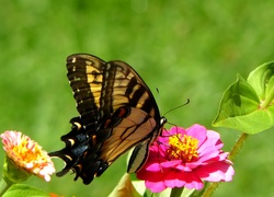 Motyl, Kwiat