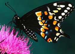 Motyl, Kwiat