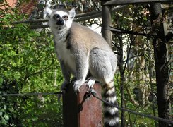 Lemur, Słupek, Liny, Drzewa